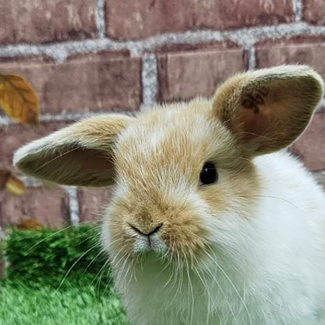 ホーランドロップ（ブロークンオレンジ・女の子） R0442