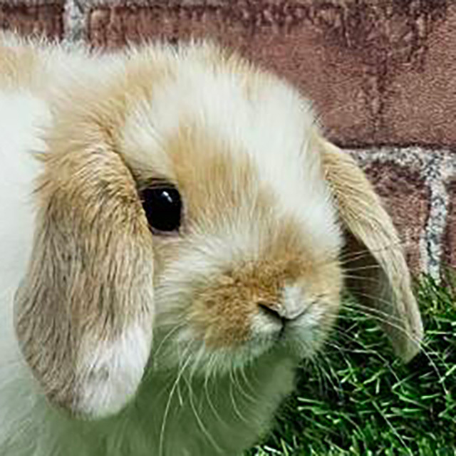 ホーランドロップ（ブロークンオレンジ・男の子） R0443