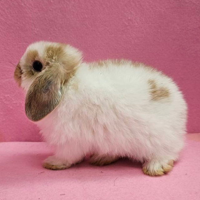 ホーランドロップ（ブロークンオレンジ・男の子） R0443