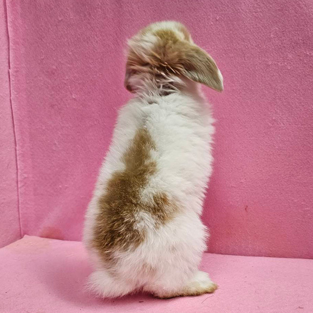 ホーランドロップ（ブロークンオレンジ・男の子） R0443