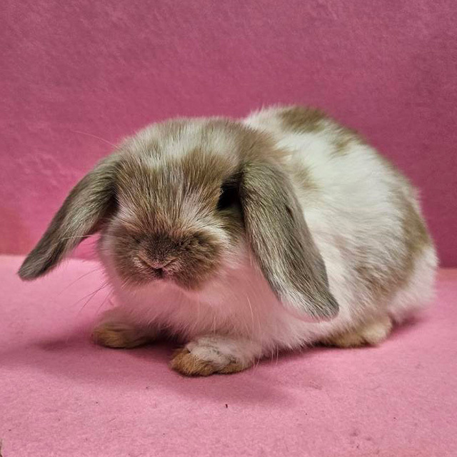 ホーランドロップ（ブロークンリンクス・女の子） R0444