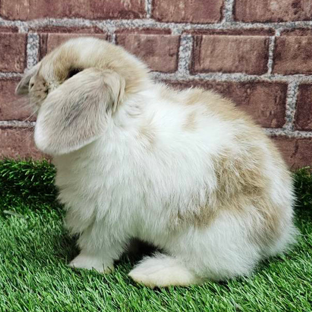 ホーランドロップ（ブロークンリンクス・女の子） R0444