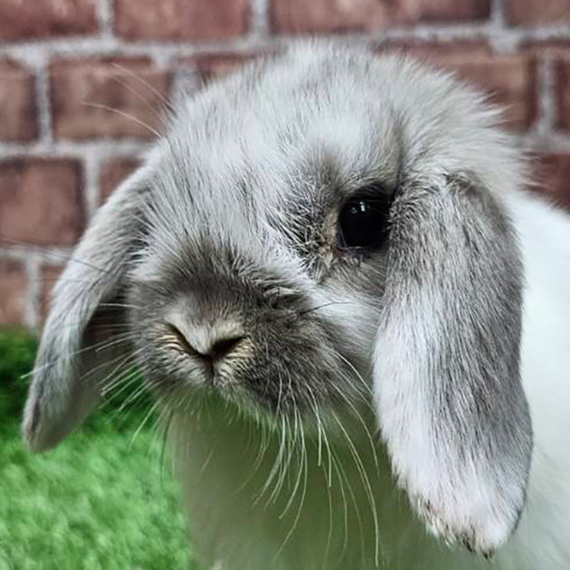 ARBA血統書付き純血うさぎの販売