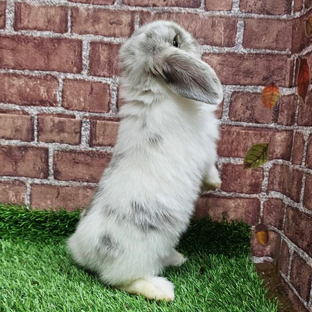 ホーランドロップ（ブロークンオパール・女の子） R0445