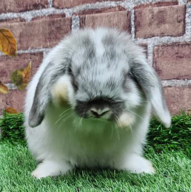 ホーランドロップ（ブロークンオパール・女の子） R0445