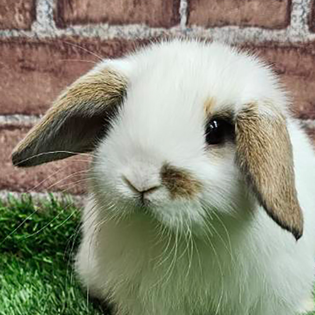 ホーランドロップ（ブロークントートイズシェル・女の子） R0446