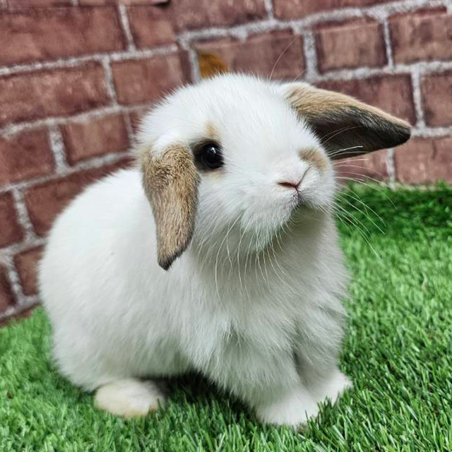 ホーランドロップ（ブロークントートイズシェル・女の子） R0446