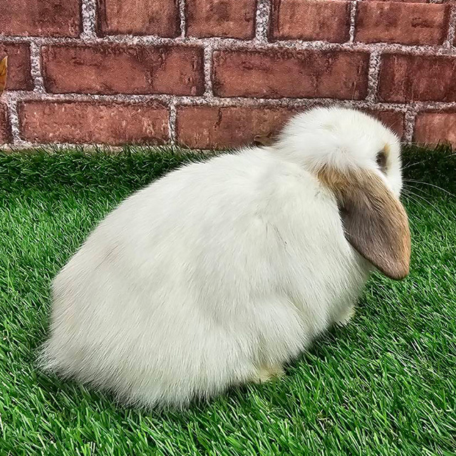 ホーランドロップ（ブロークントートイズシェル・女の子） R0446