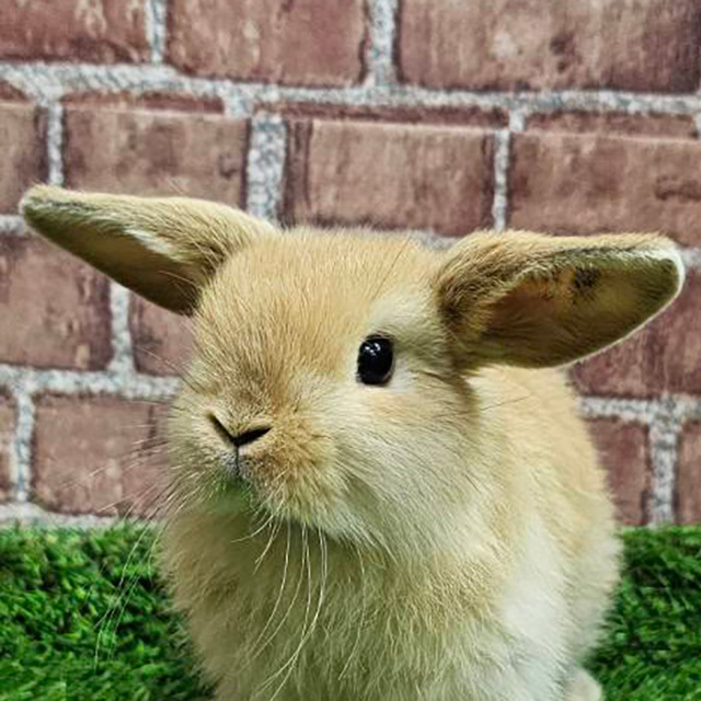 ホーランドロップ（オレンジ・男の子） R0447