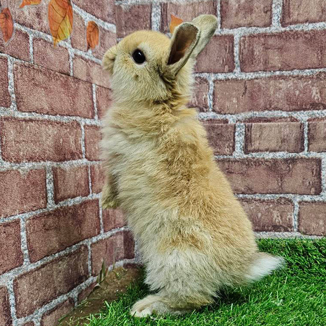 ホーランドロップ（オレンジ・男の子） R0447