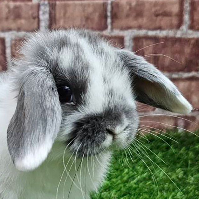 ホーランドロップ（ブロークンブルー・男の子） R0451