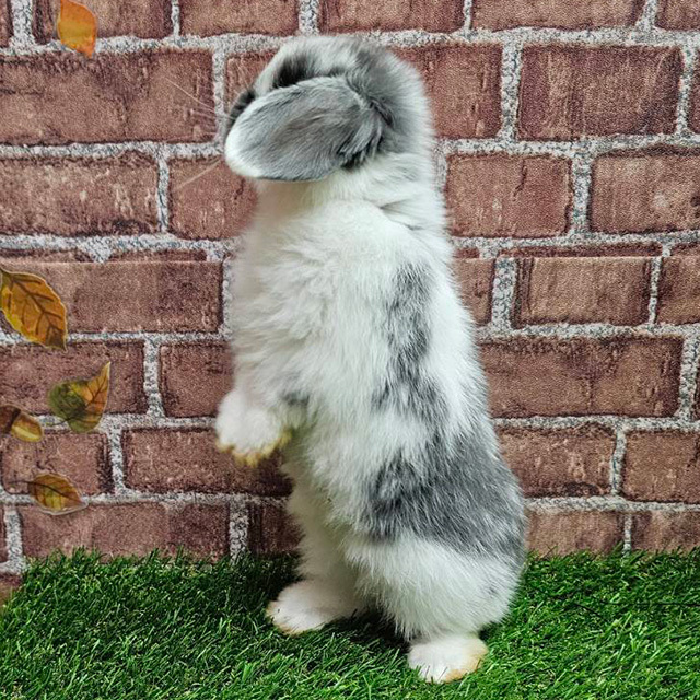 ホーランドロップ（ブロークンブルー・男の子） R0451