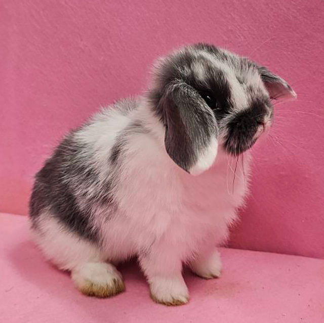 ホーランドロップ（ブロークンブルー・男の子） R0451