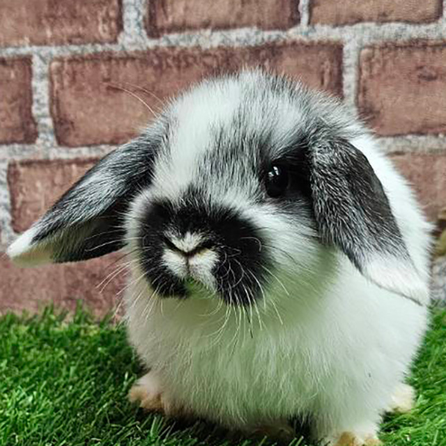 ホーランドロップ（ブロークンブラック・女の子） R0452