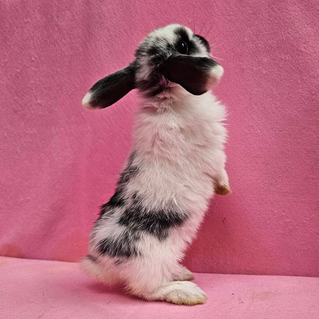 ホーランドロップ（ブロークンブラック・女の子） R0452