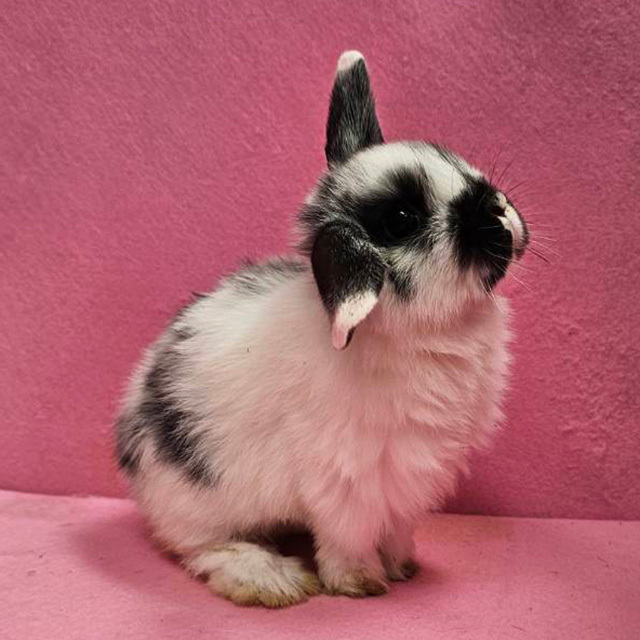 ホーランドロップ（ブロークンブラック・女の子） R0452