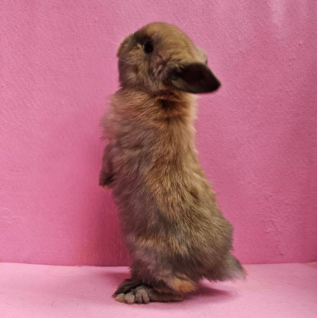 ホーランドロップ（トートイズシェル・男の子） R0454