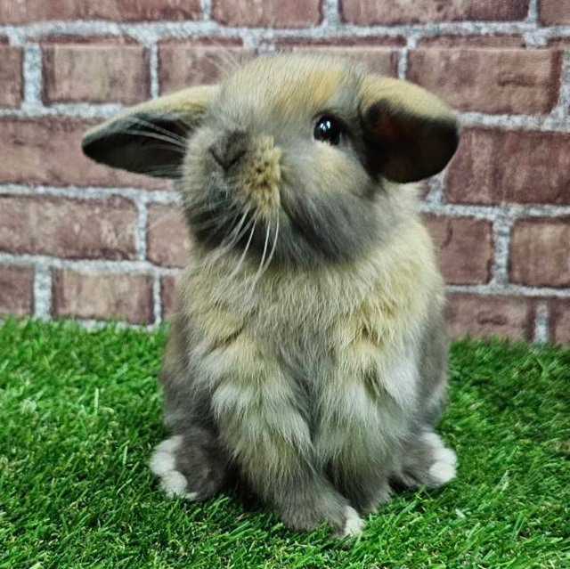 ホーランドロップ（トートイズシェル・男の子） R0454