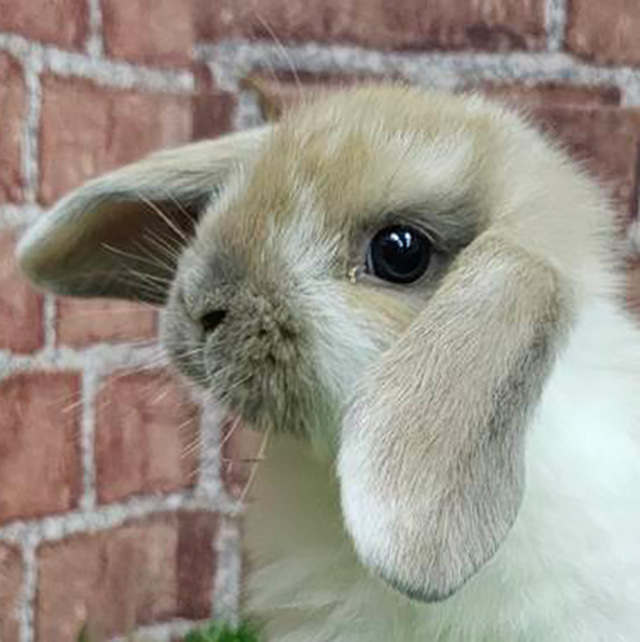 ホーランドロップ（ブロークンリンクス・女の子） R0455