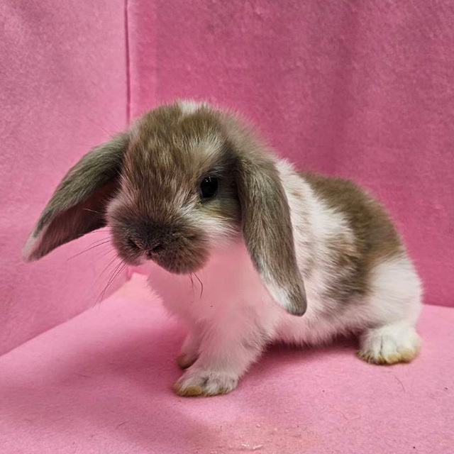 ホーランドロップ（ブロークンリンクス・女の子） R0455