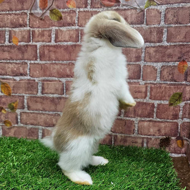 ホーランドロップ（ブロークンリンクス・女の子） R0455