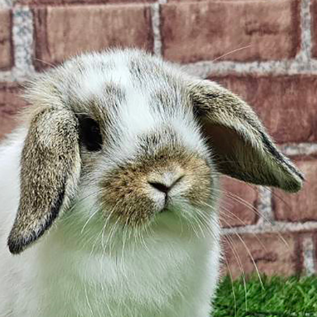 ホーランドロップ（ブロークンチェスナット・男の子） R0456