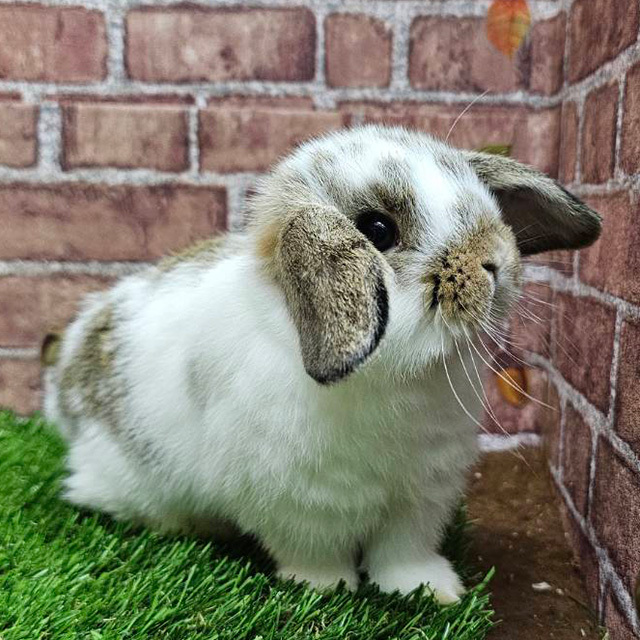 ホーランドロップ（ブロークンチェスナット・男の子） R0456