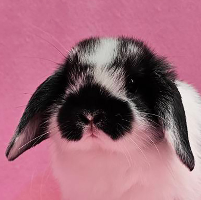 ホーランドロップ（ブロークンブラック・女の子） R0457