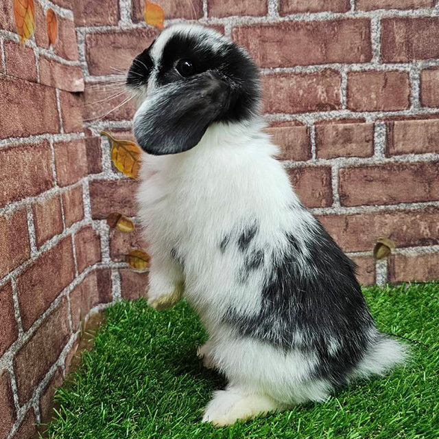 ホーランドロップ（ブロークンブラック・女の子） R0457