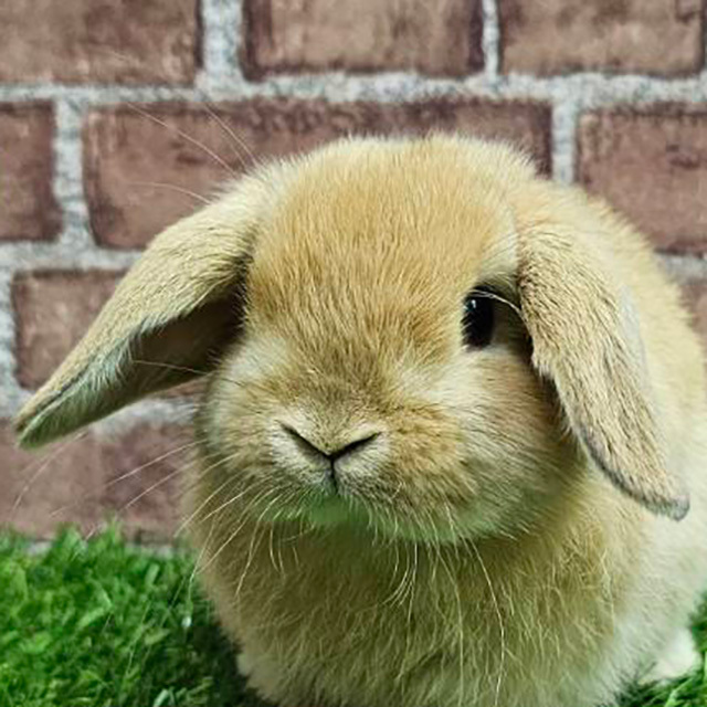 ホーランドロップ（オレンジ・男の子） R0458