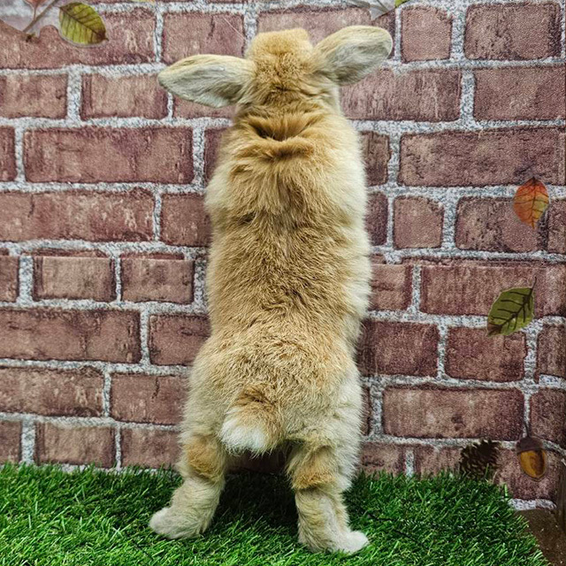 ホーランドロップ（オレンジ・男の子） R0458