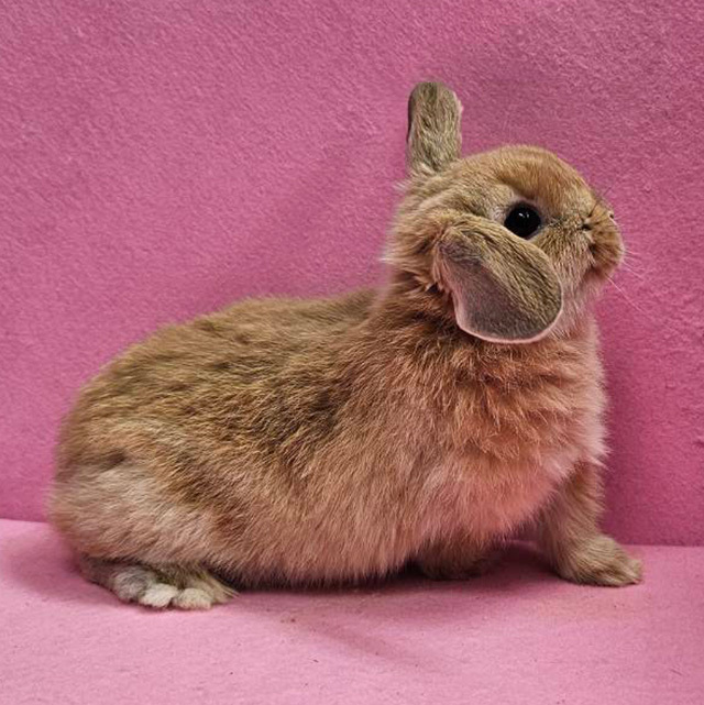 ホーランドロップ（オレンジ・男の子） R0458