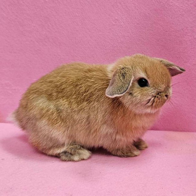 ホーランドロップ（オレンジ・女の子） R0459