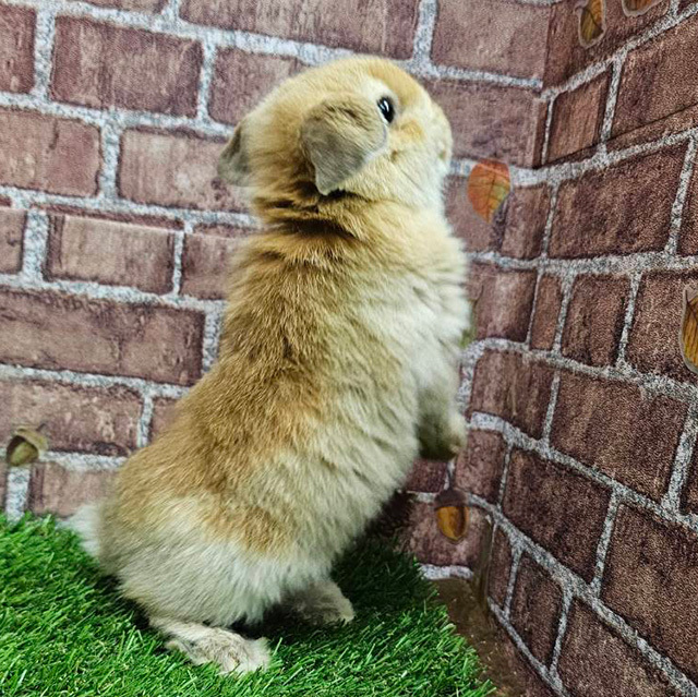 ホーランドロップ（オレンジ・女の子） R0459