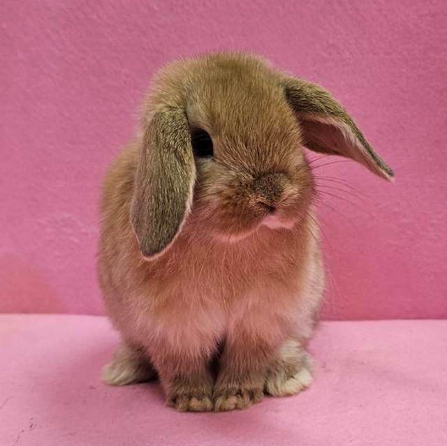 ホーランドロップ（オレンジ・男の子） R0460