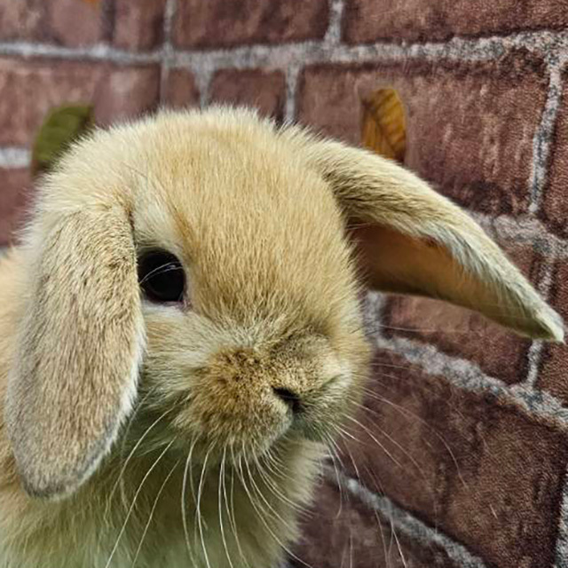 ホーランドロップ（オレンジ・男の子） R0460