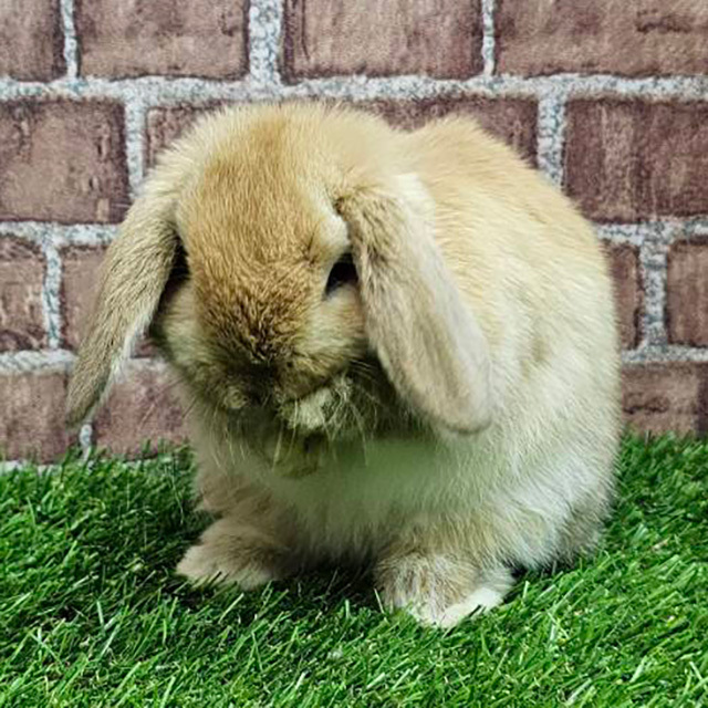 ホーランドロップ（オレンジ・男の子） R0460