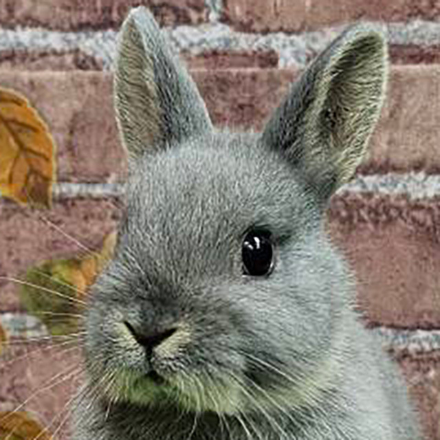 ネザーランドドワーフ（ブルーオター・女の子） R0461