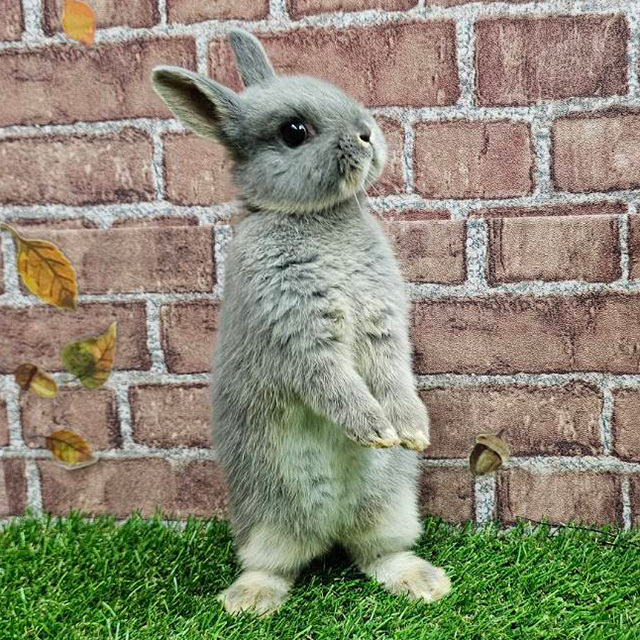 ネザーランドドワーフ（ブルーオター・女の子） R0461