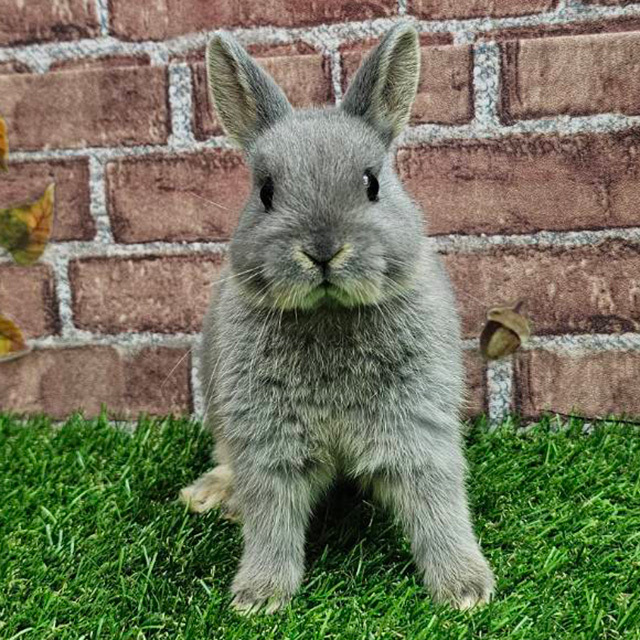 ネザーランドドワーフ（ブルーオター・女の子） R0461