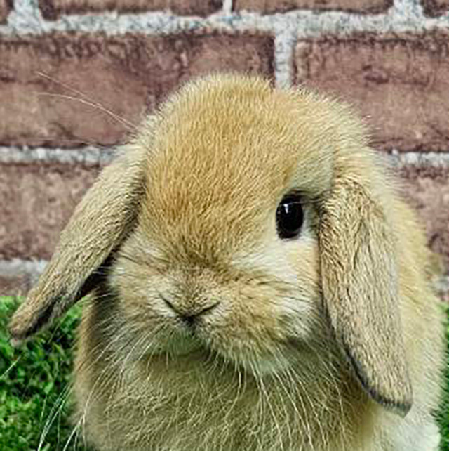 ホーランドロップ（オレンジ・男の子） R0463