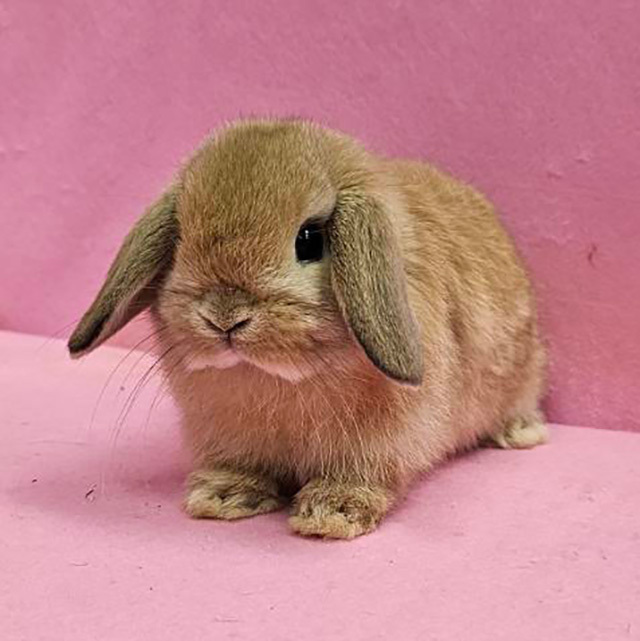 ホーランドロップ（オレンジ・男の子） R0463