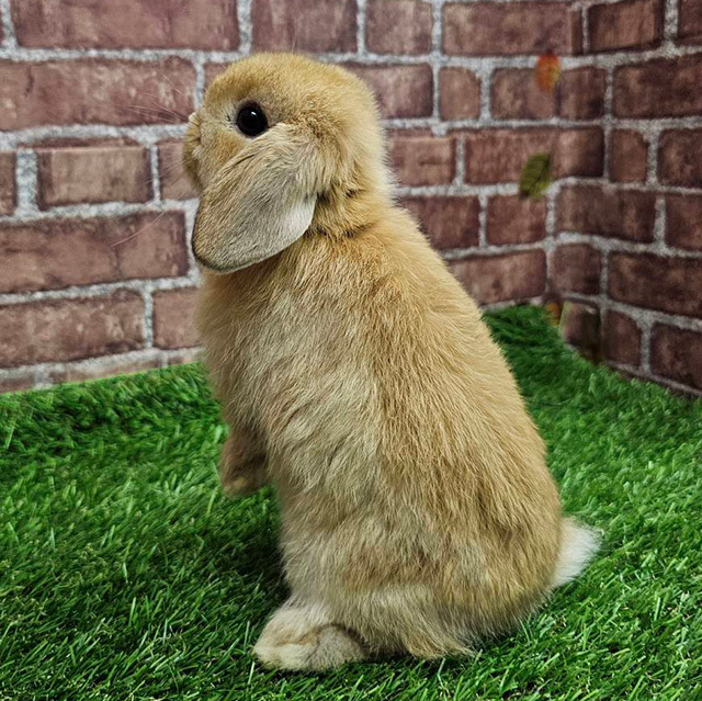 ホーランドロップ（オレンジ・男の子） R0463