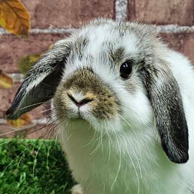 ホーランドロップ（ブロークンチェスナット・女の子） R0464