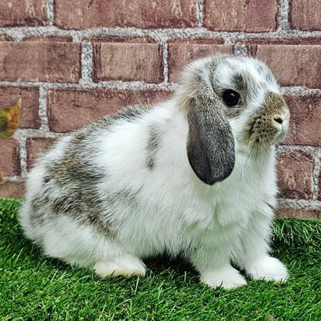 ホーランドロップ（ブロークンチェスナット・女の子） R0464