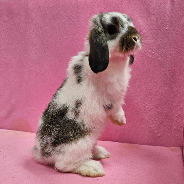 ホーランドロップ（ブロークンチェスナット・女の子） R0464