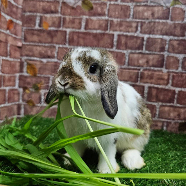 新鮮生牧草　緑葉（りょくよう） 80g