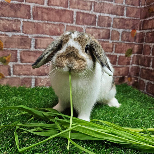 新鮮生牧草　緑葉（りょくよう） 80g