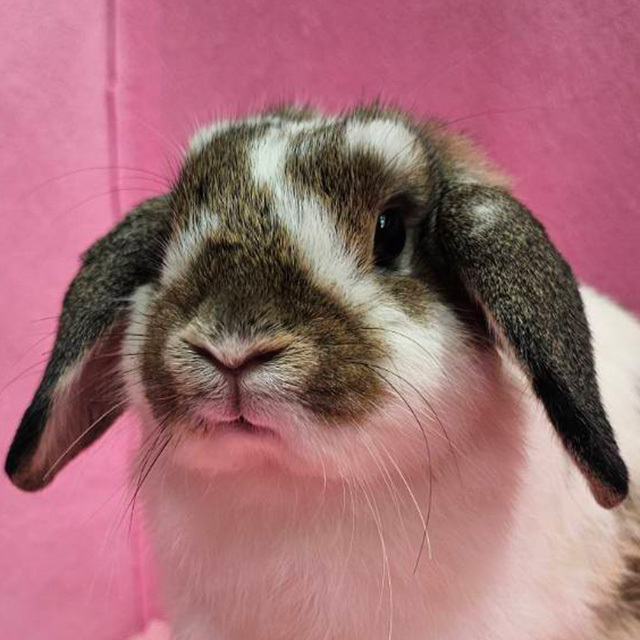 ホーランドロップ（ブロークンチェスナット・女の子） R0464