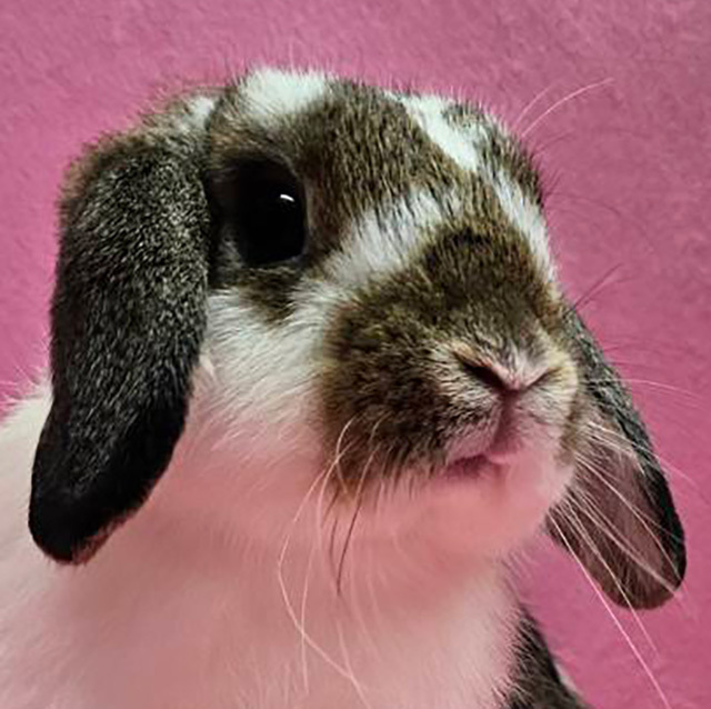 ホーランドロップ（ブロークンチェスナット・女の子） R0464